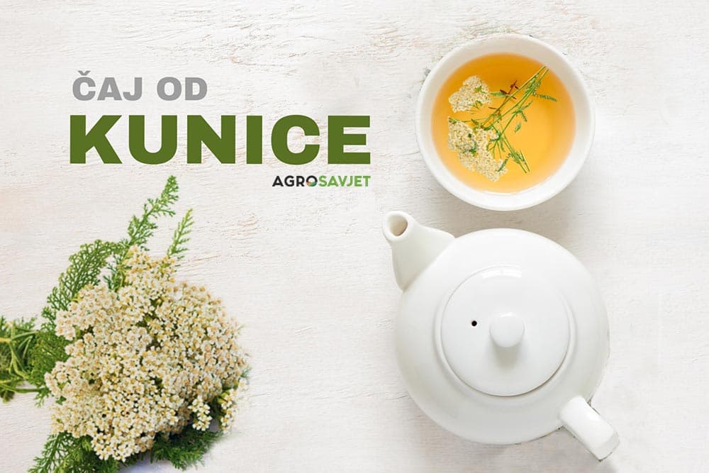 čaj od kunice