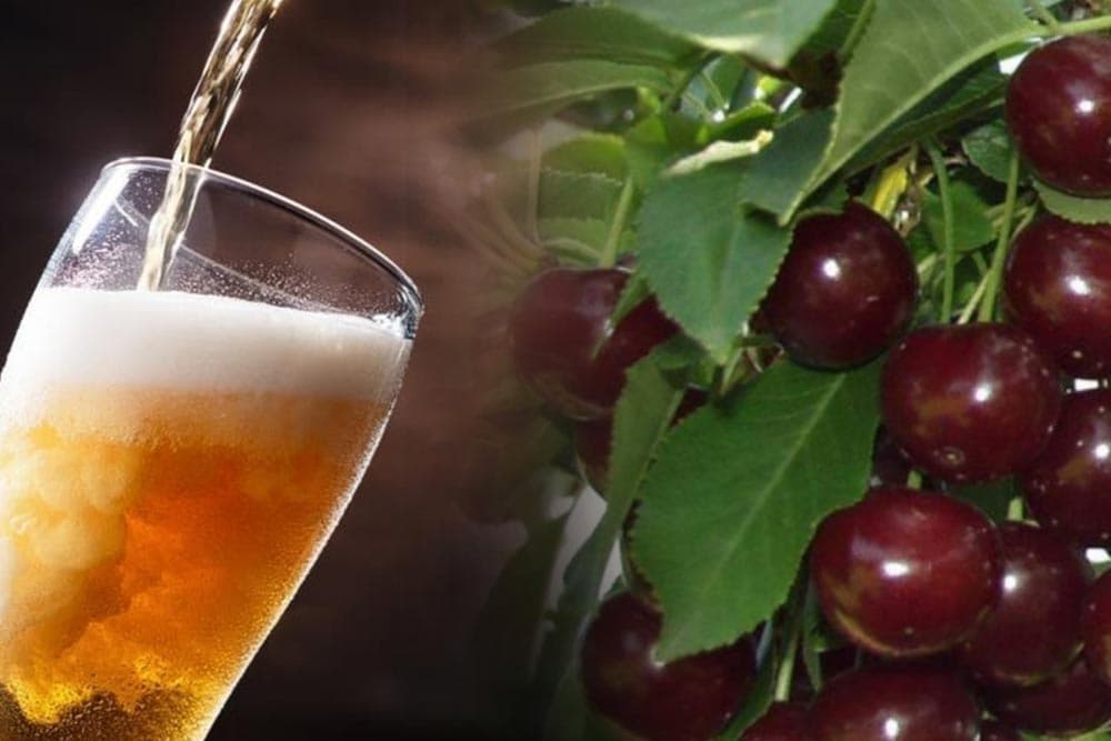 Čaj od listova višnje