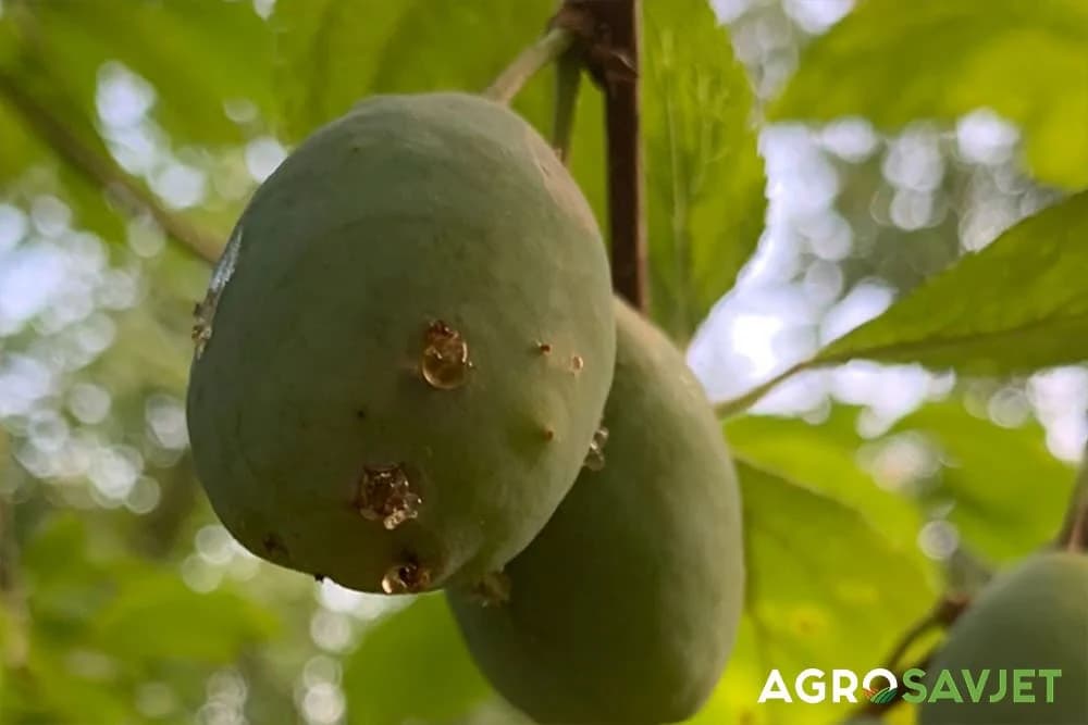 smola na plodu šljive