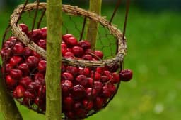 Evo kako da izaberete definitivno najbolje trešnje - Na jednu stvar obratite posebnu pažnju