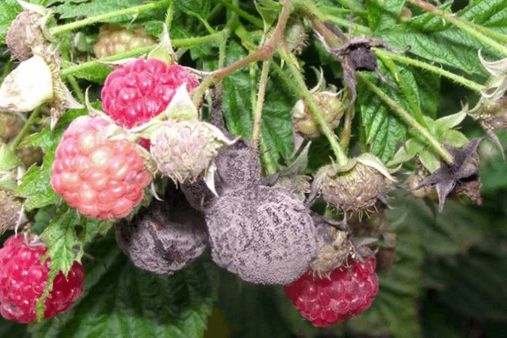 truljenje plodova maline