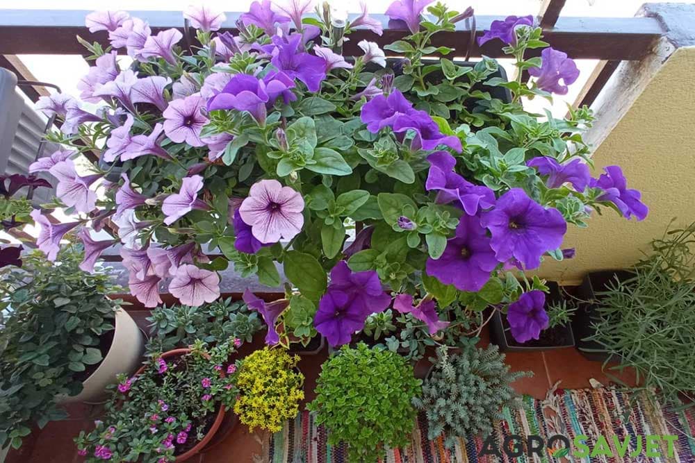 balkonsko cvijeće