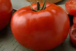 Big Beef F1 paradajz - Zdrave i snažne biljke krupnih plodova
