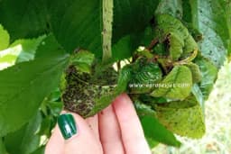 4 EFIKASNA NAČINA DA SE RIJEŠITE BILJNIH VAŠI - Potpuno prirodno, bez kapi otrova!