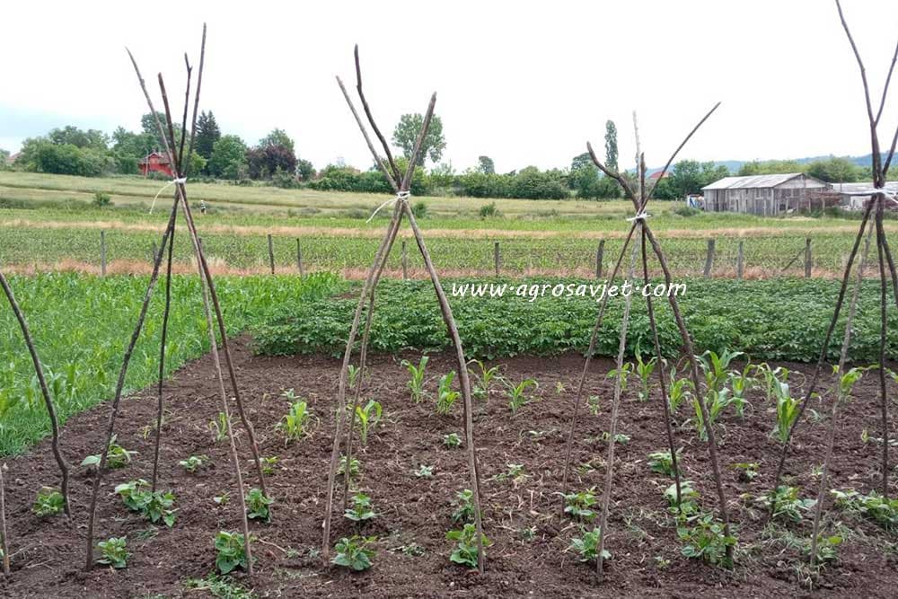 postrna sjetva boranije