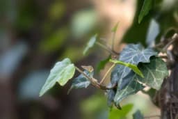 Sedam opasnih biljaka koje mogu učiniti više štete nego koristi u vašem vrtu