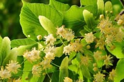 Čaj od lipe - za šta je sve dobar i kako se priprema