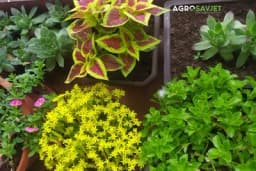 Iznijeli ste cvijeće na terasu, a onda je stigao snijeg: Ovako možete spasiti biljke od smrzavanja