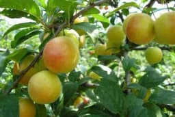 Džanarika pomaže kod ovih zdravstvenih problema /RECEPTI/