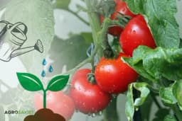 Folijarno đubrenje voća i povrća