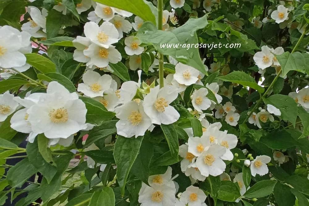 jasmin