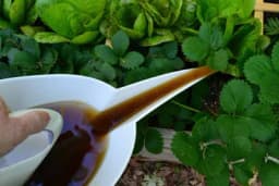 Čajevi od korova za suzbijanje novih korova