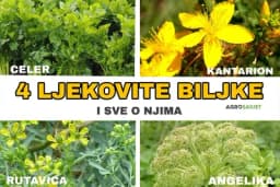 Ljekovite biljke morate da imate u kući, one pomažu u svakoj situaciji