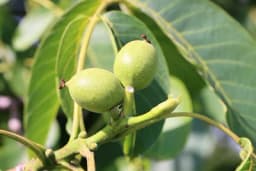 LJUSKA OD ORAHA - Kako je korstiti za brži rast kose i jačanje korijena?