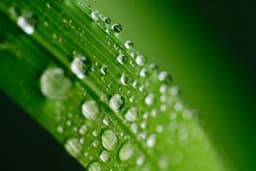 Šta su okvašivači i kako se koriste?