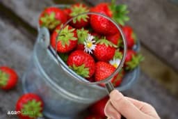 Pesticidi u hrani - Koje mjere preduzeti?