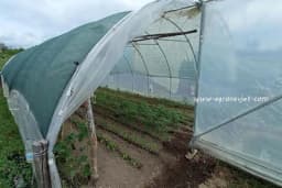 Provjetravanje plastenika - Kako se obavlja i zašto je važno?