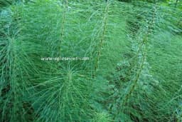 Biljkama protiv oticanja nogu