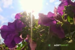 Unesite život na balkon ovim prekrasnim cvjetovima i započnite proljetnu sezonu