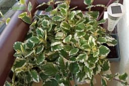 HILANDARSKI BOSILJAK ILI SVETA PETKA - Tjera komarce i jednostavna je za gajenje