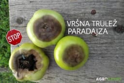 Vršna trulež paradajza: metode sprečavanja ove pojave