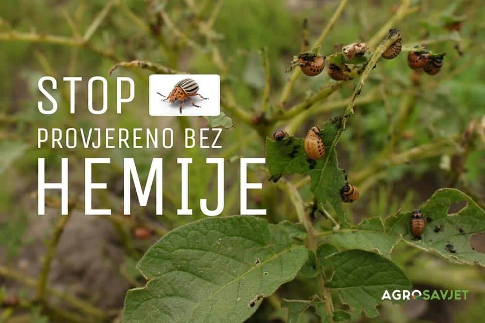 Zlatica - 4 načina suzbijanja prirodnim putem i bez hemije