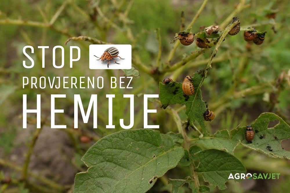 Zlatica - 4 načina suzbijanja prirodnim putem i bez hemije