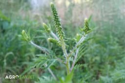 Koliko je štetna ambrozija i kako je prepoznati