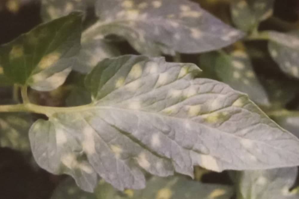 Baršunasta plijesan lista paradajza