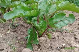 Bolesti i štetočine cvekle - Mjere zaštite