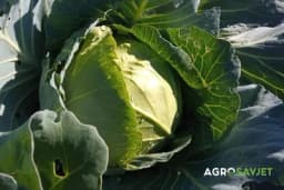 Ako želite bogatu berbu kupusa izbjegavajte ove predusjeve