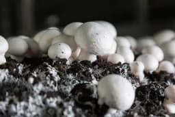 Proizvodnja micelijuma i sojevi šampinjona