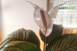 Ženska sreća donosi blagostanje i mir: Evo kako se njeguje