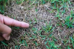 10 razloga zašto travnjak suši!