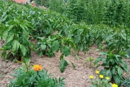 Kisela bašta slabije rađa - Popravka kiselog zemljišta