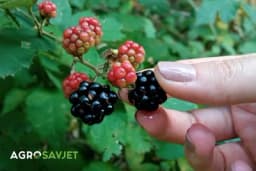 Pravo vrijeme za branje kupine određuje kvalitet