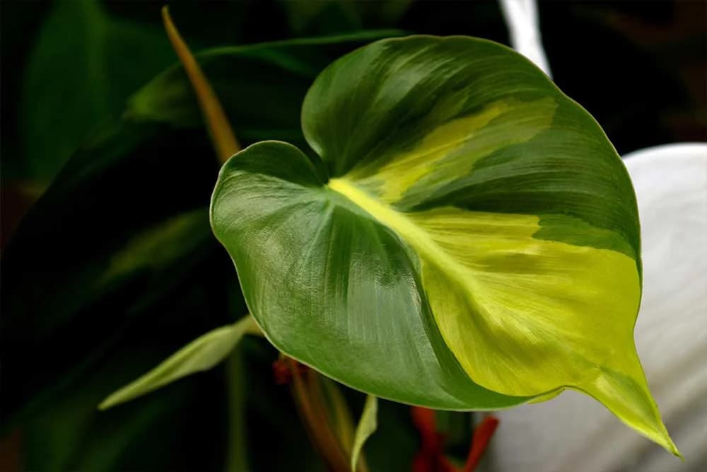 filodendron
