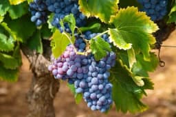 Svemirsko grožđe uskoro spremno za berbu