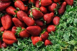 Zalivajte JAGODE ovom smjesom za bogatiji rod! PLODOVI će biti krupni, slatki i sočni