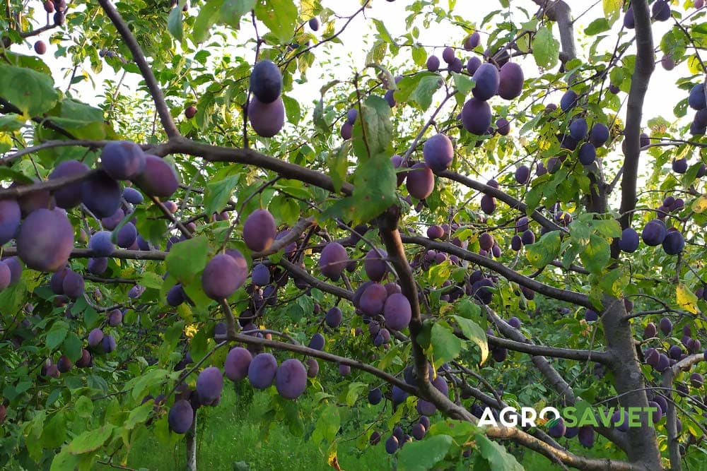 kad se beru šljive