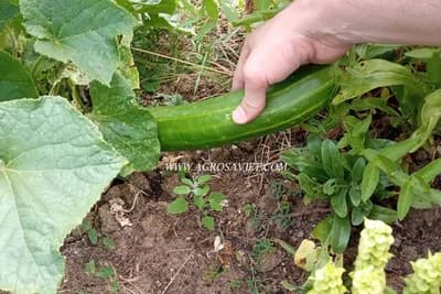 Navodnjavanje, prihrana i zaštita kasnog krastavca salatara u plasteniku