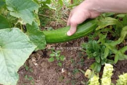 Navodnjavanje, prihrana i zaštita kasnog krastavca salatara u plasteniku