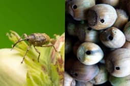 Lijeskin žižak - Hrani se jezgrom lješnika, potpuno ga izgriza i prekriva izmetom!