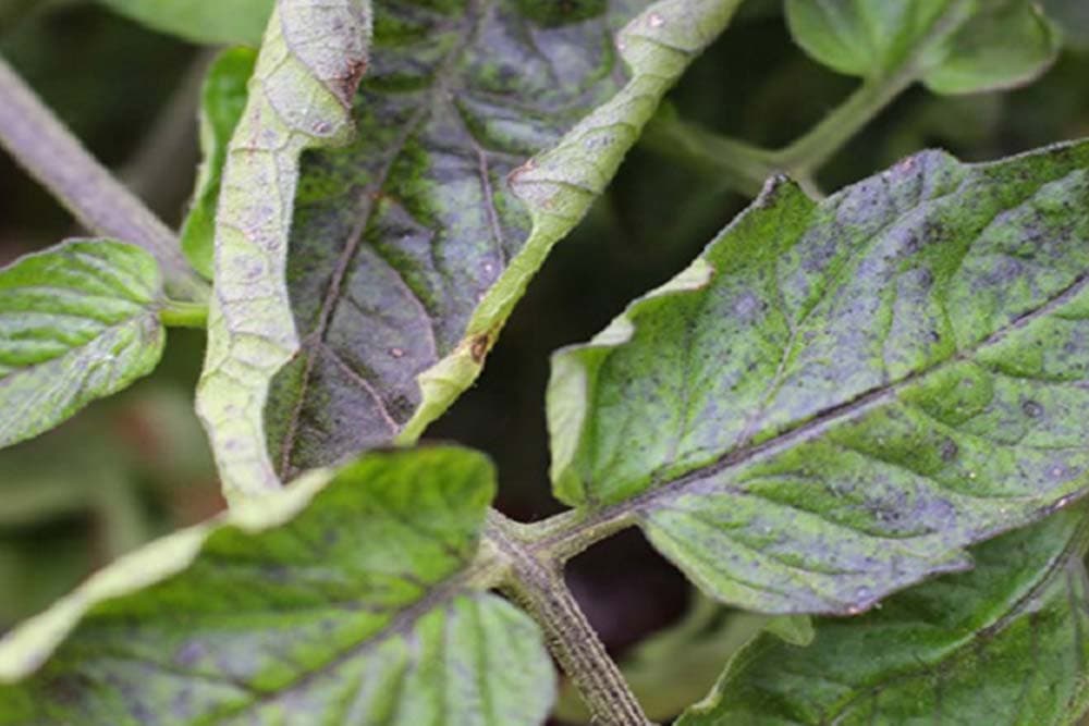 ljubičasto lišće paradajza