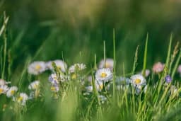 Sakupljanje ljekovitog bilja - OSNOVNA PRAVILA