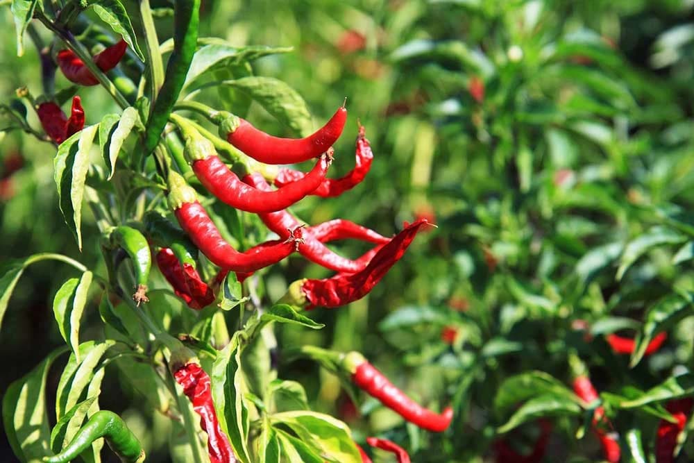 ljuta paprika