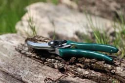 Rezidba u prvoj godini nakon sadnje