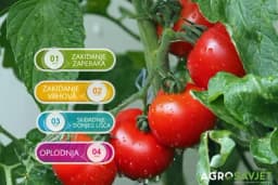 4 mjere njege PARADAJZA za postizanje VISOKIH PRINOSA