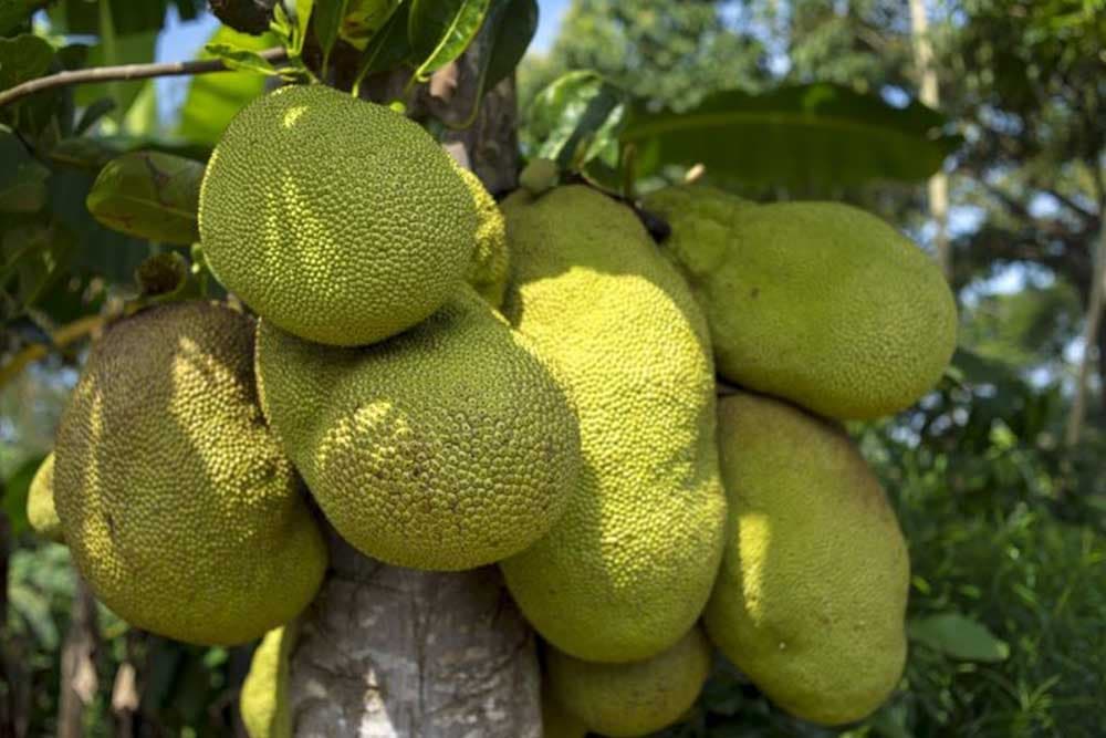 nangka