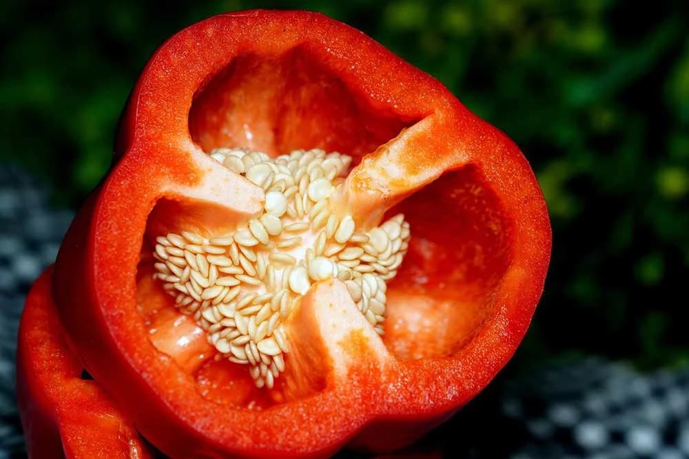 paprika sjeme